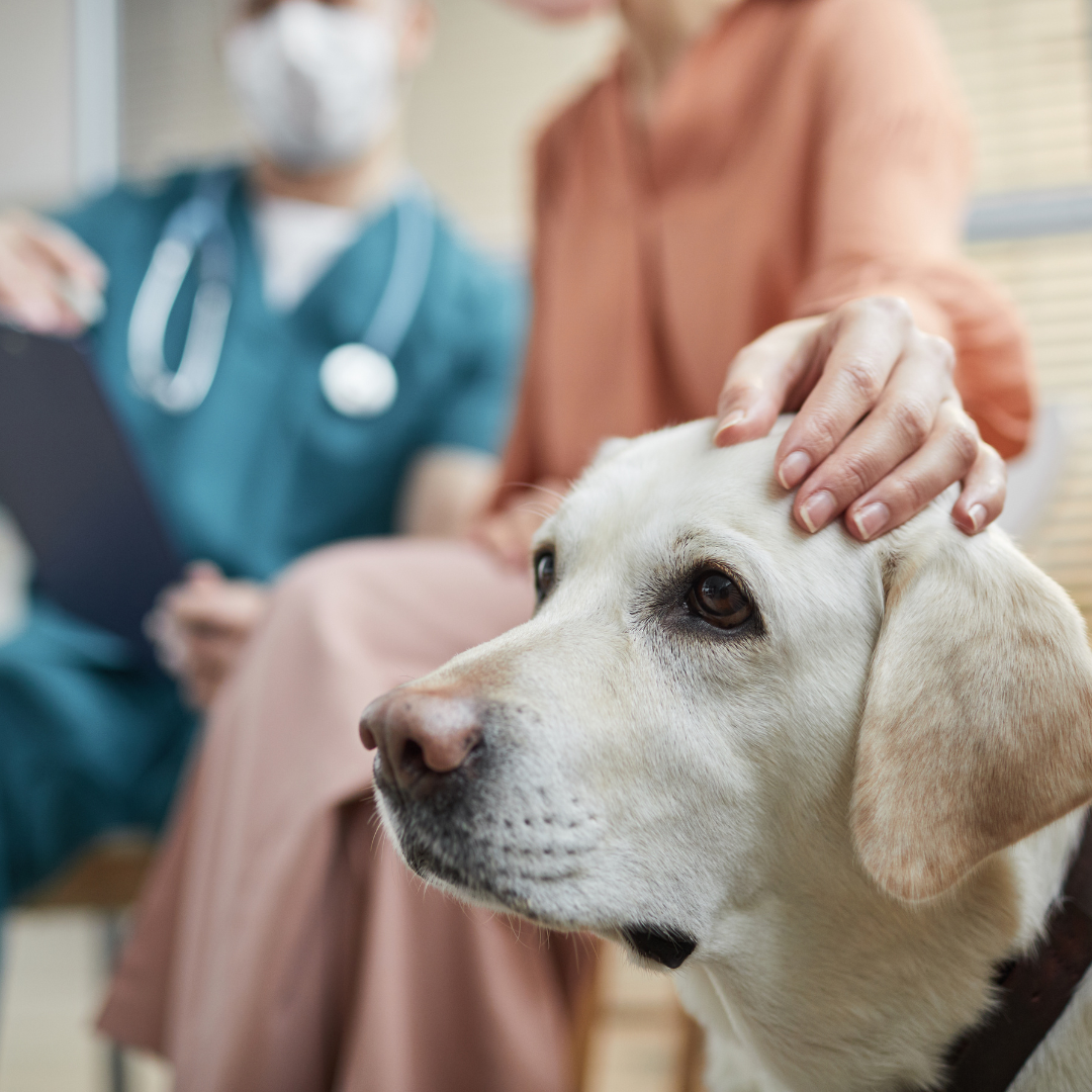 Recognising Seizures in Dogs: Looking Beyond the Obvious 