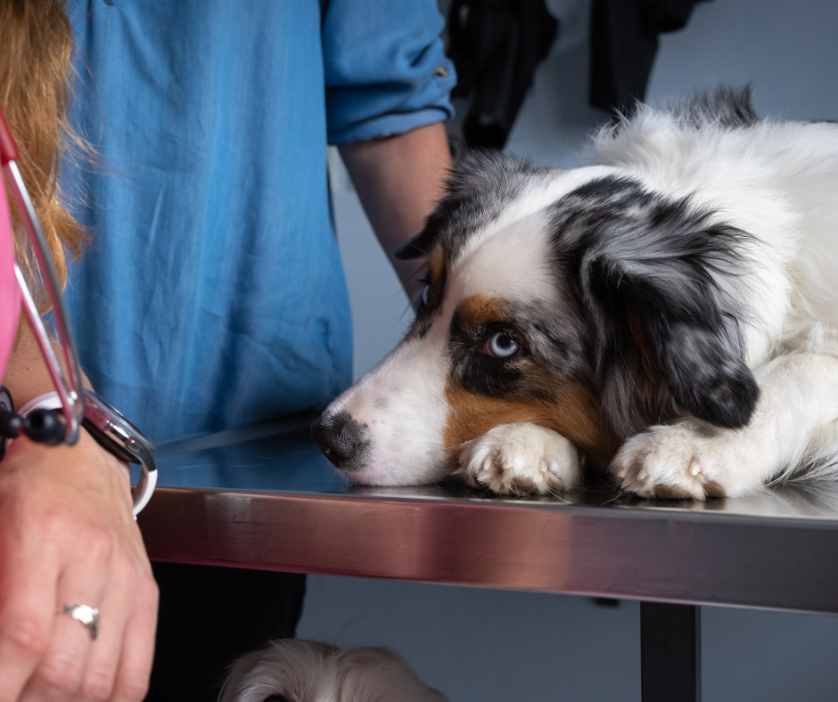 Inflammatory Brain Disease in Pets: What You Need to Know