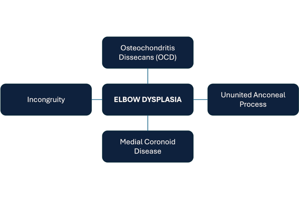 Elbow Dysplasia in Dogs