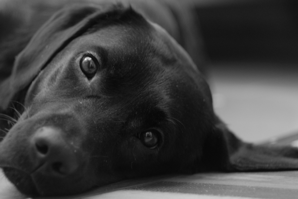 Hip Dysplasia in Dogs